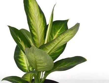 Dieffenbachia  Tropic Marianne  6  Online Sale