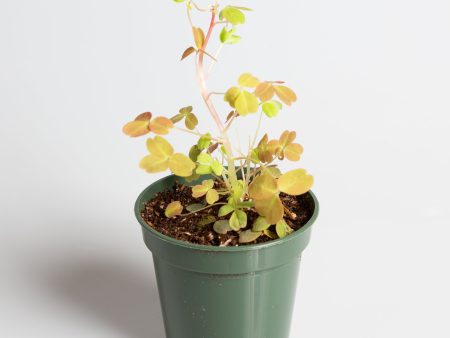 Wood Sorrel  Neon  4  Discount