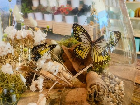 5 11 @ 4:00 Preserved Butterfly Terrariums For Discount