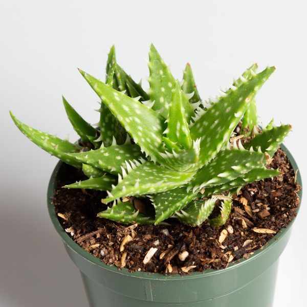 Aloe  Minnie Belle  2.5  Online Sale