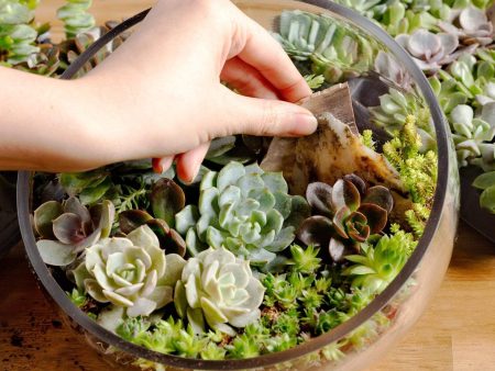 12 28 @ 6:00 Beginner Terrarium Workshop Online now