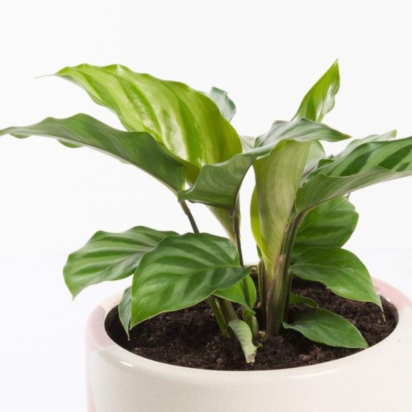 Calathea  Freddie  4  Hot on Sale