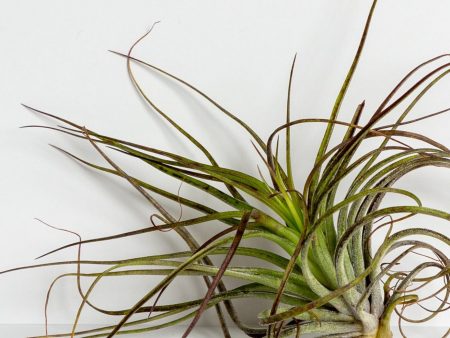 Air Plant  Houston - Black  4-5  Online