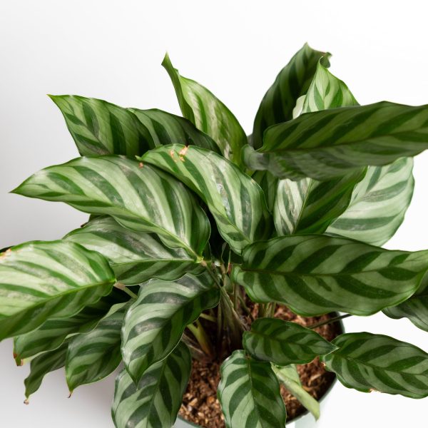 Calathea  Freddie  6  Cheap