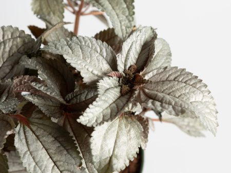 Pilea  Silver Cloud  6  Online now