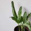 Chinese Evergreen  Cutlass  6  Supply