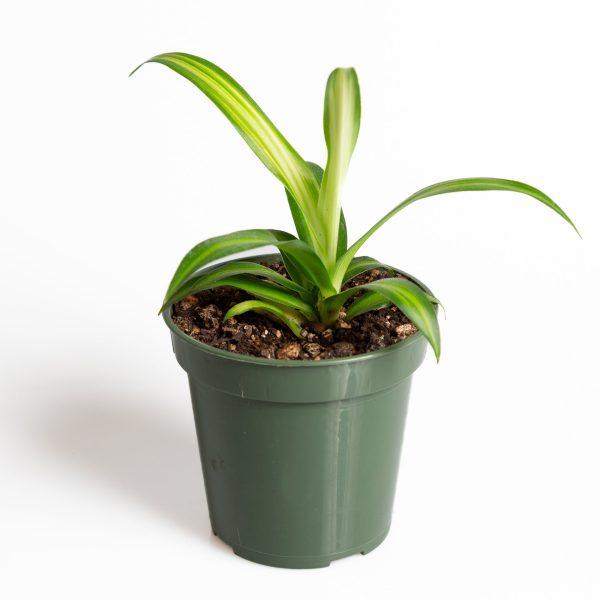 Spider Plant  Hawaiian  4  Supply