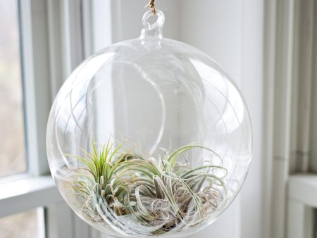 9  Hanging Round Terrarium Glass Supply