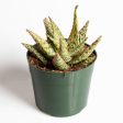 Aloe  Firecracker  6  Hot on Sale