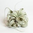 Air Plant  Xerographica  6  Online now