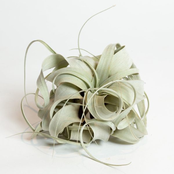 Air Plant  Xerographica  6  Online now