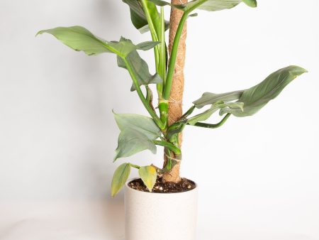 Philodendron  Silver Sword  8  Online Hot Sale