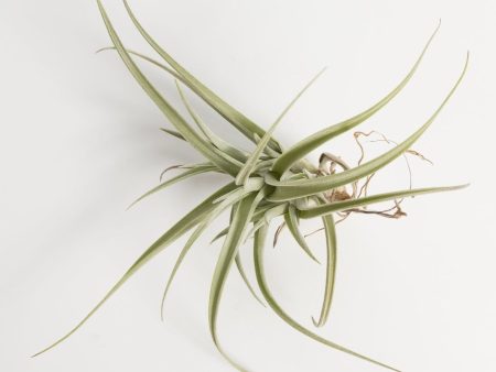 Air Plant  Bergeri  2-3  For Cheap