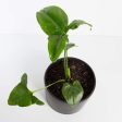 Philodendron  Fun Bun  6  Discount