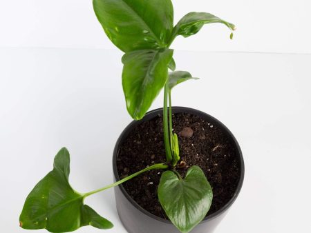 Philodendron  Fun Bun  6  Discount