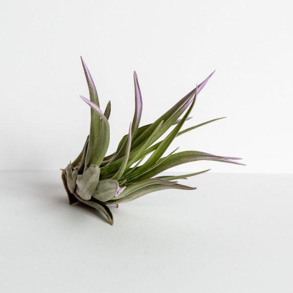 Air Plant  Velutina - Lavender Mist  3-4  Online now