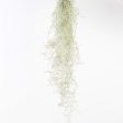 Air Plant  Spanish Moss  Narrow Bundle For Discount