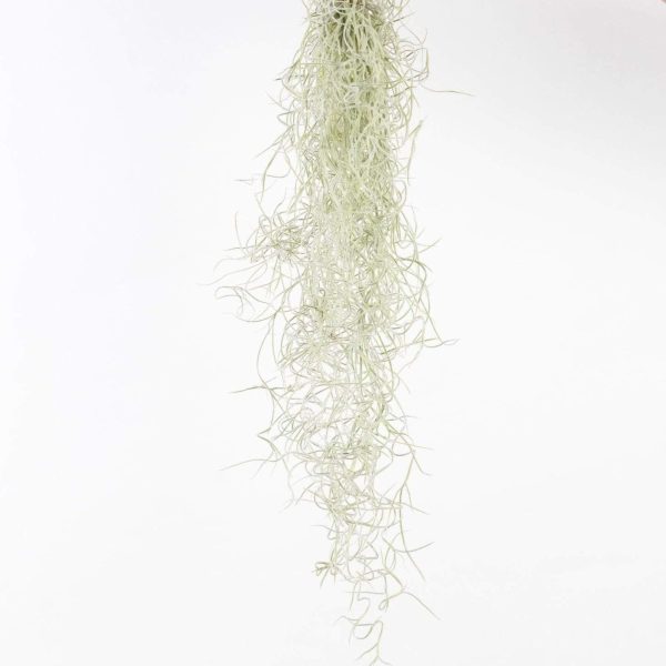 Air Plant  Spanish Moss  Narrow Bundle For Discount