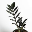 ZZ Plant  Raven  6  on Sale