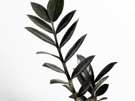 ZZ Plant  Raven  6  on Sale