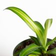 Spider Plant  Hawaiian  4  Supply