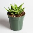 Aloe  Minnie Belle  2.5  Online Sale