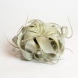 Air Plant  Xerographica  4  Online Sale