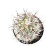 Cactus  Old Man of the Andes  4  Online Sale