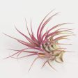 Air Plant  Raspberry Rubra  2-3  Fashion