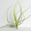 Air Plant  Schiedeana - White  5-7  Online