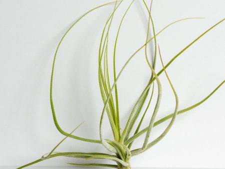 Air Plant  Schiedeana - White  5-7  Online