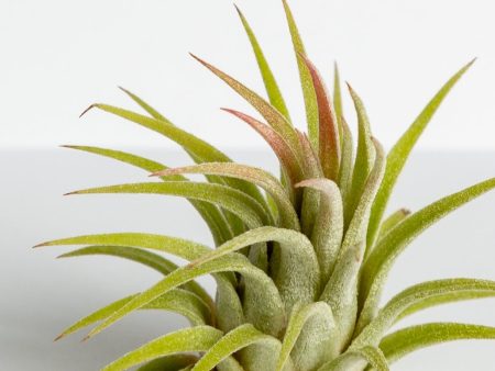 Air Plant  Ionantha - Rubra Hardleaf  2-3  on Sale