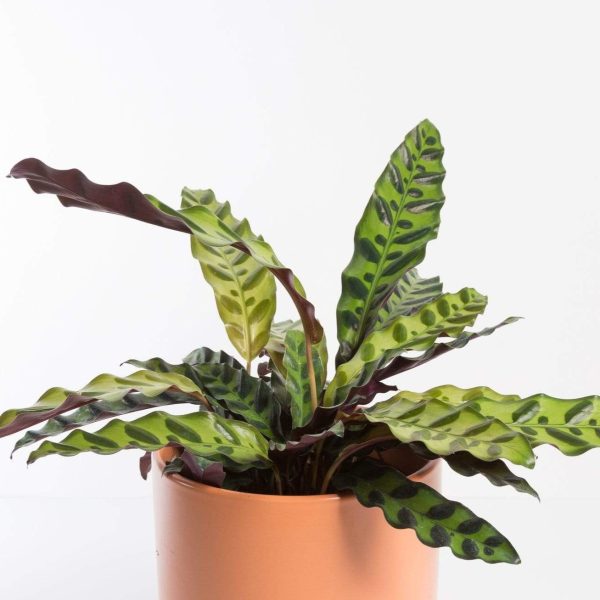 Calathea  Rattlesnake  4  Hot on Sale