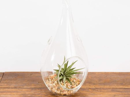 9.5  Raindrop Terrarium Glass Online Sale