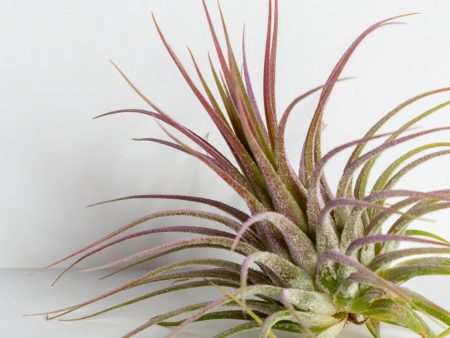 Air Plant  Ionantha - Guatemala  2-3  Hot on Sale