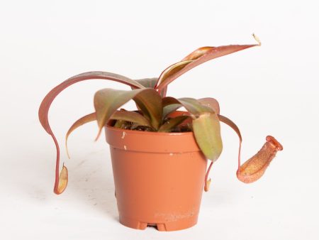 Carnivorous  Monkey Pitcher  2  Sale