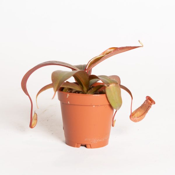 Carnivorous  Monkey Pitcher  2  Sale