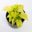 Pothos  Neon  6  Fashion