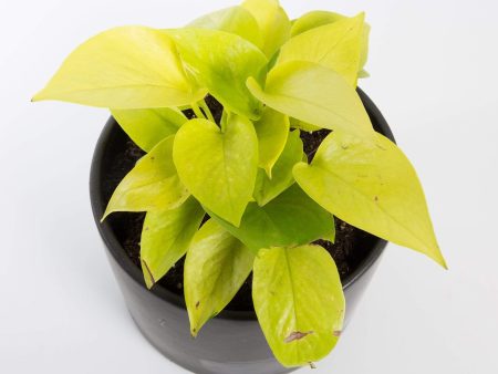 Pothos  Neon  6  Fashion