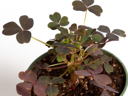 Wood Sorrel  Creeping Yellow  4  Online now