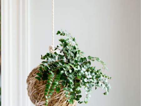 5 3 @ 6:00 Kokedama Workshop For Discount