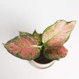 Chinese Evergreen  Lady Valentine  4  For Cheap