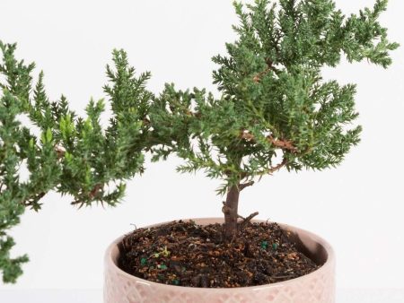 Bonsai  Juniper  4  (7-10 years old) Online Sale