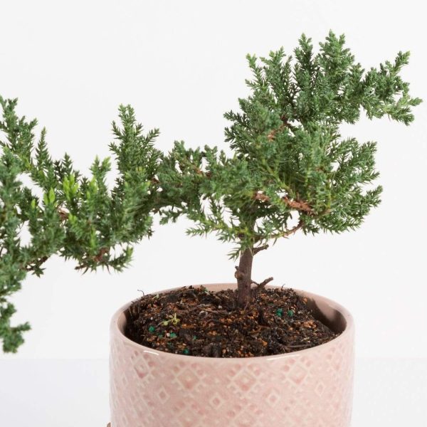 Bonsai  Juniper  4  (7-10 years old) Online Sale