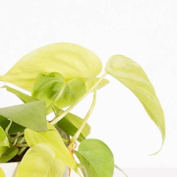 Pothos  Lemon Lime  4  For Cheap