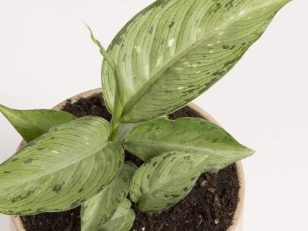 Dieffenbachia  Camouflage  6  Online Hot Sale