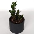 ZZ Plant  Raven  6  on Sale