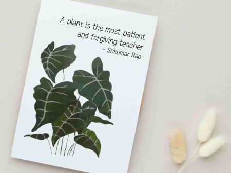 A Plant is the Most Patient & Forgiving Teacher - Blank Greeting Card For Sale