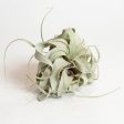 Air Plant  Xerographica  6  Online now