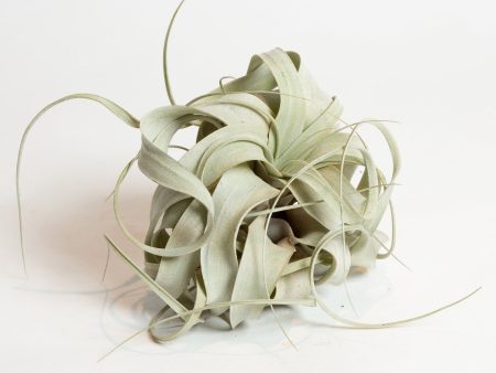 Air Plant  Xerographica  6  Online now